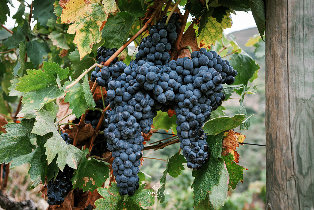 Fonseca grapes
