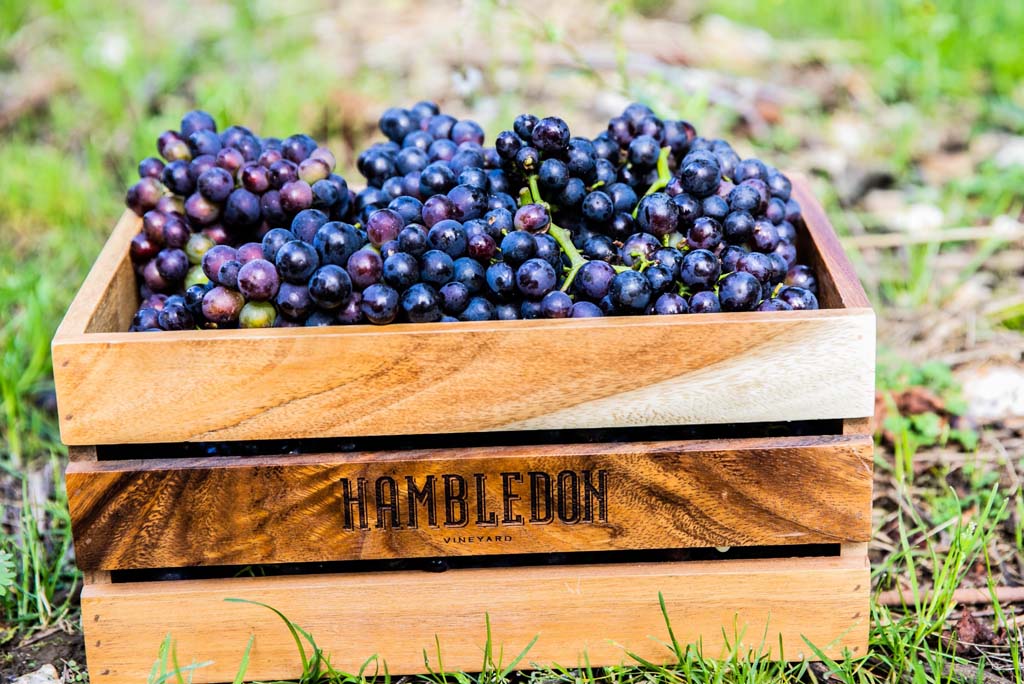 HAMBLEDON VINEYARD – Pinot Noir grapes_xs