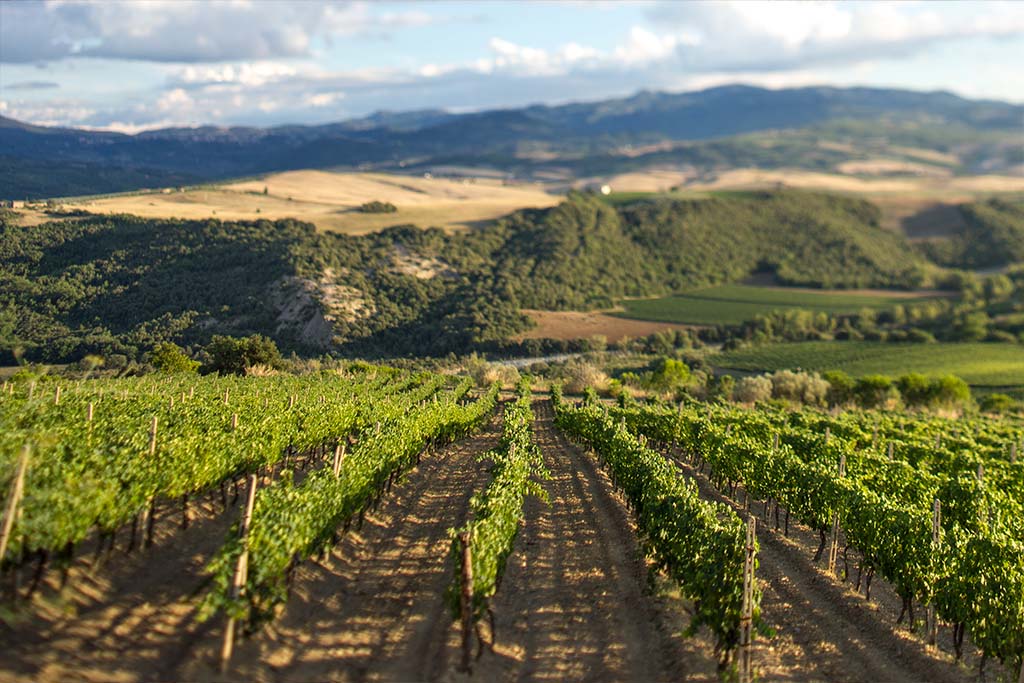 ciacci vineyard